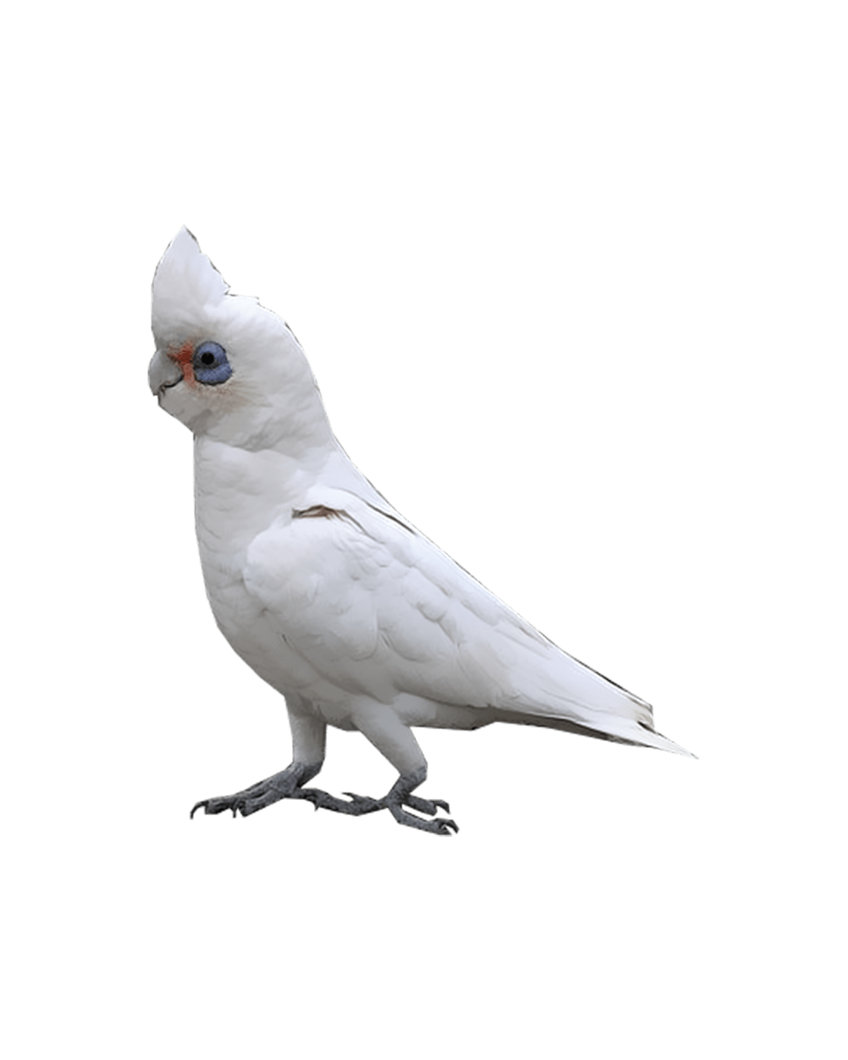 Little Corella