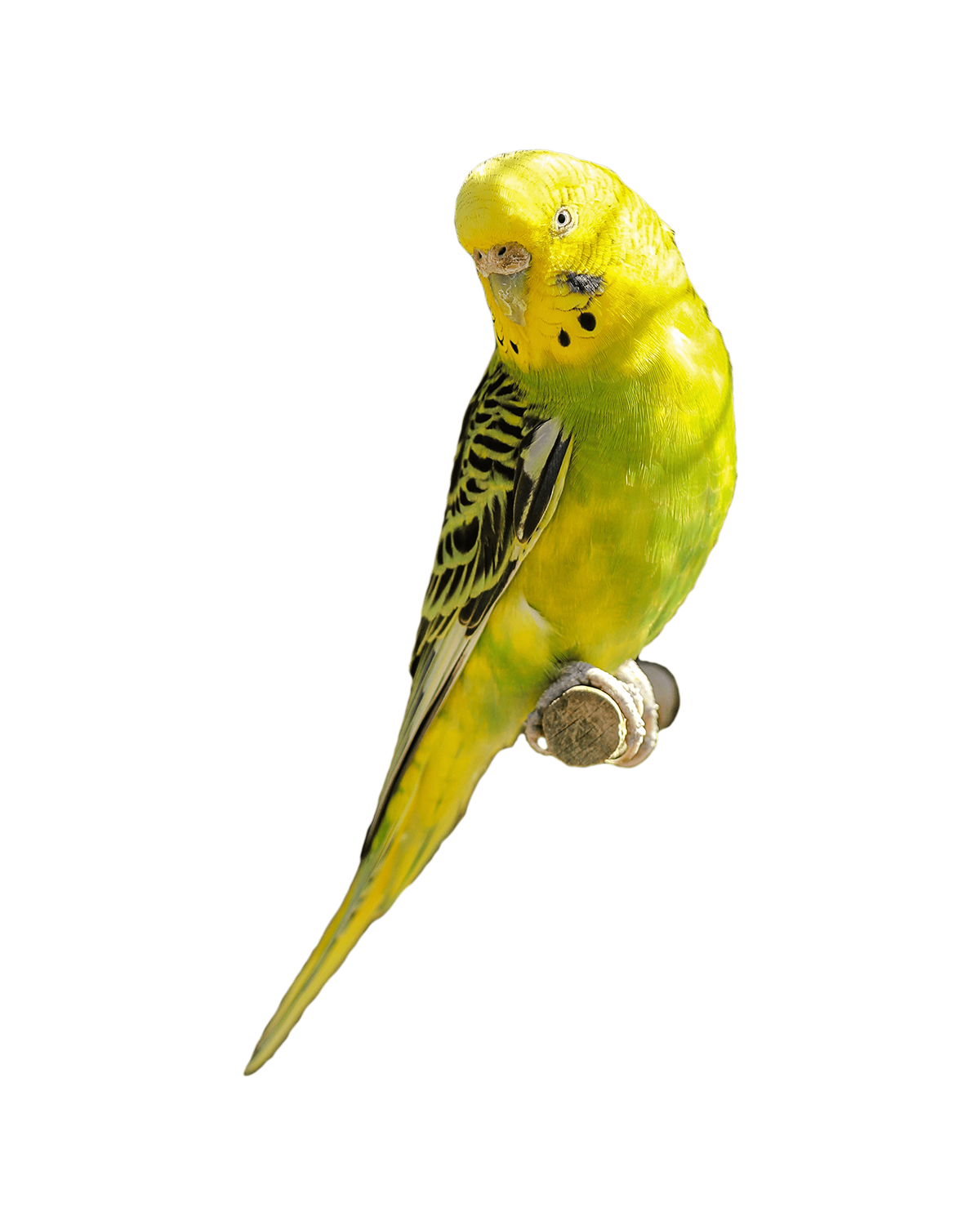 Budgerigar