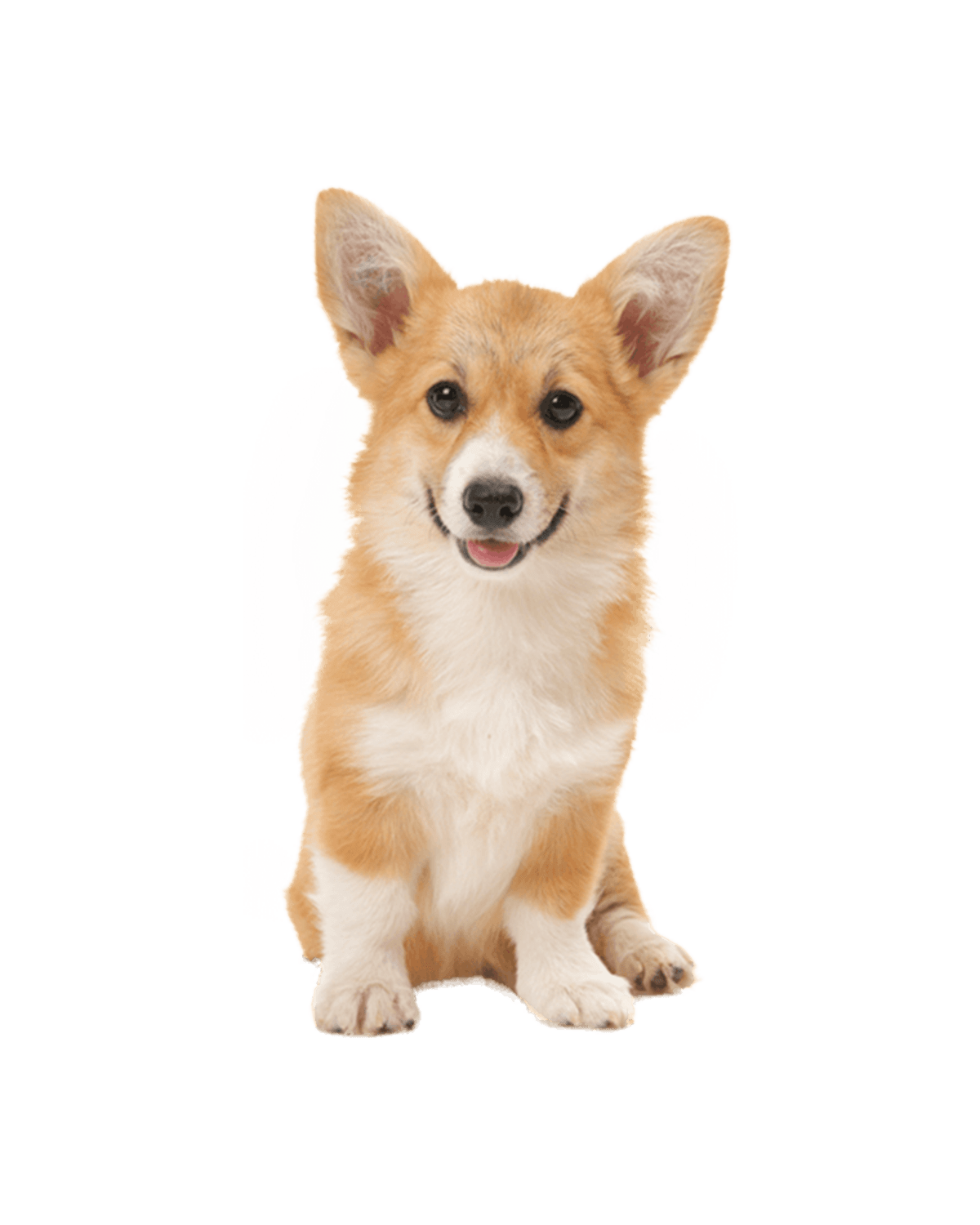 Corgi