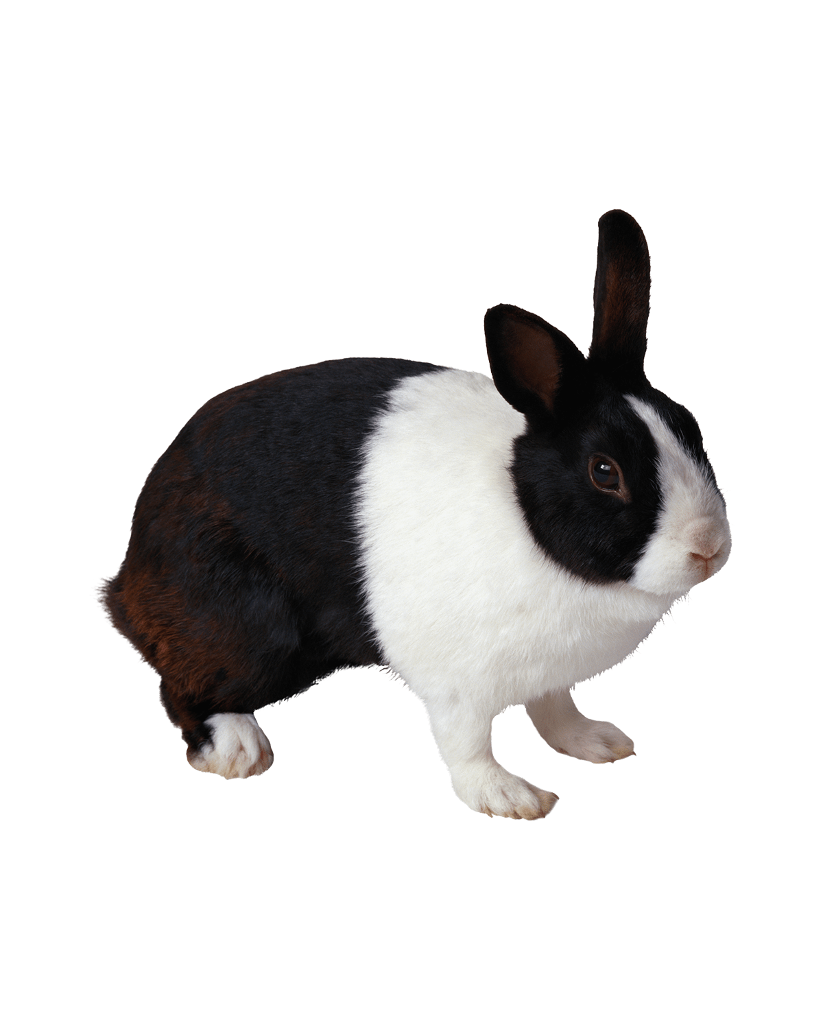 Belgian Hare - Image 2