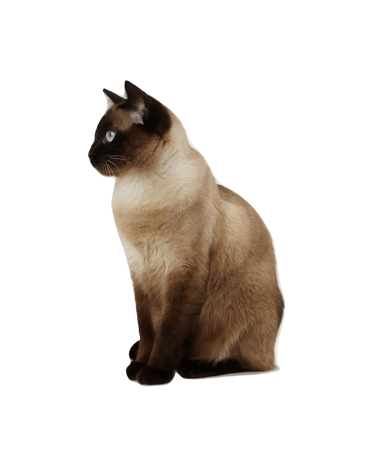 Siamese